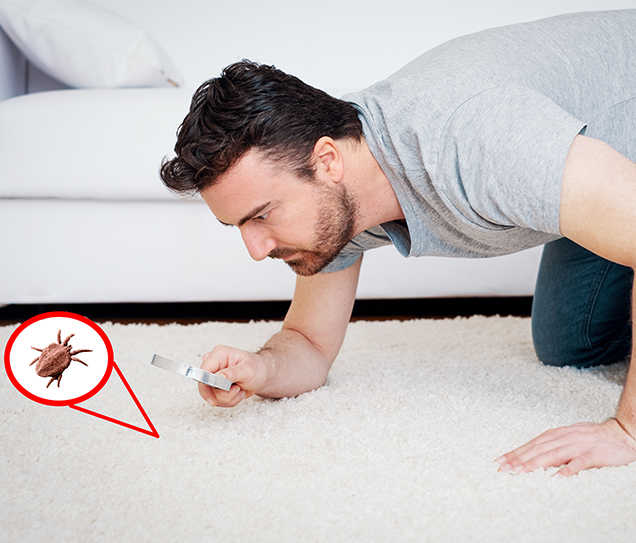 evtozuakarları_içerik