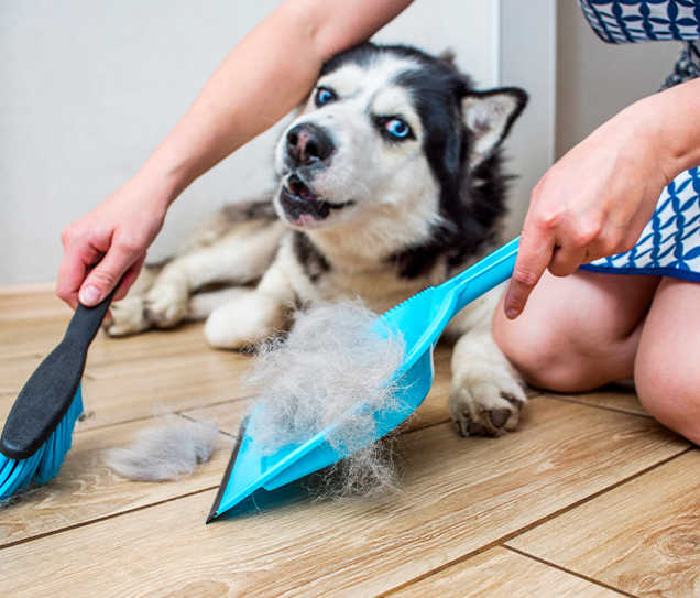 hayvanvetuydokuntuleri_içerik